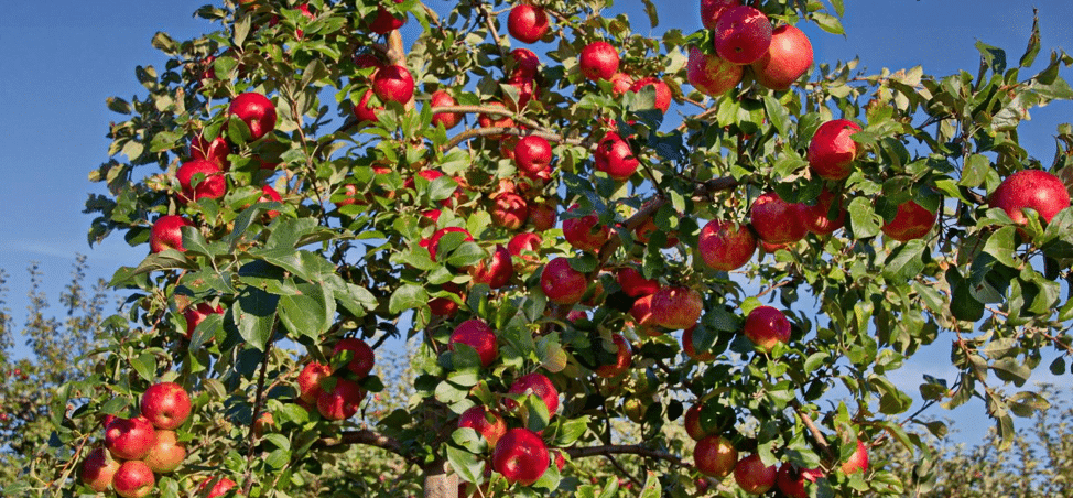 Apple picking farm