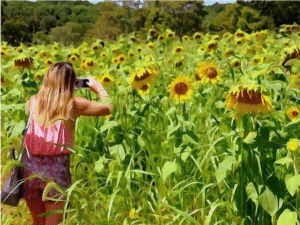 Sunflower Maze in New Jersey