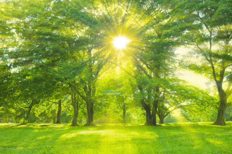 Sun shinning through trees