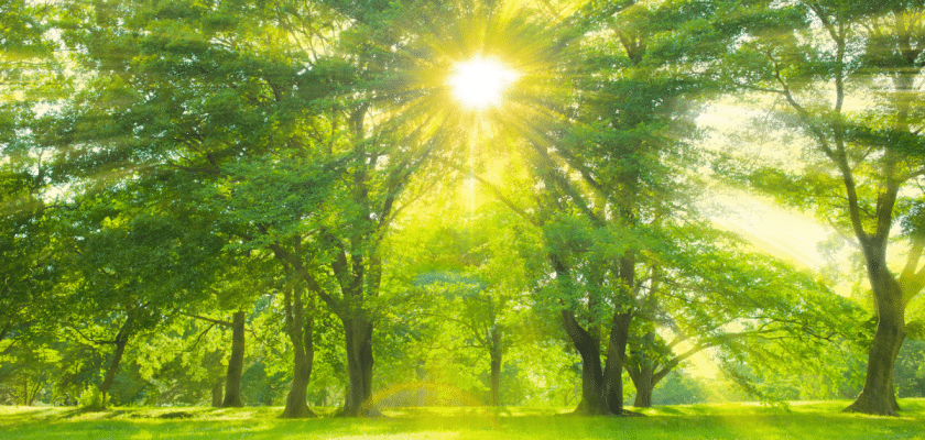 Sun shinning through trees