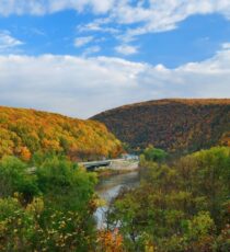 fall trees