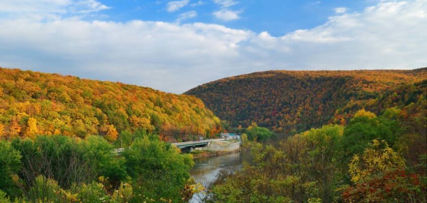 fall trees